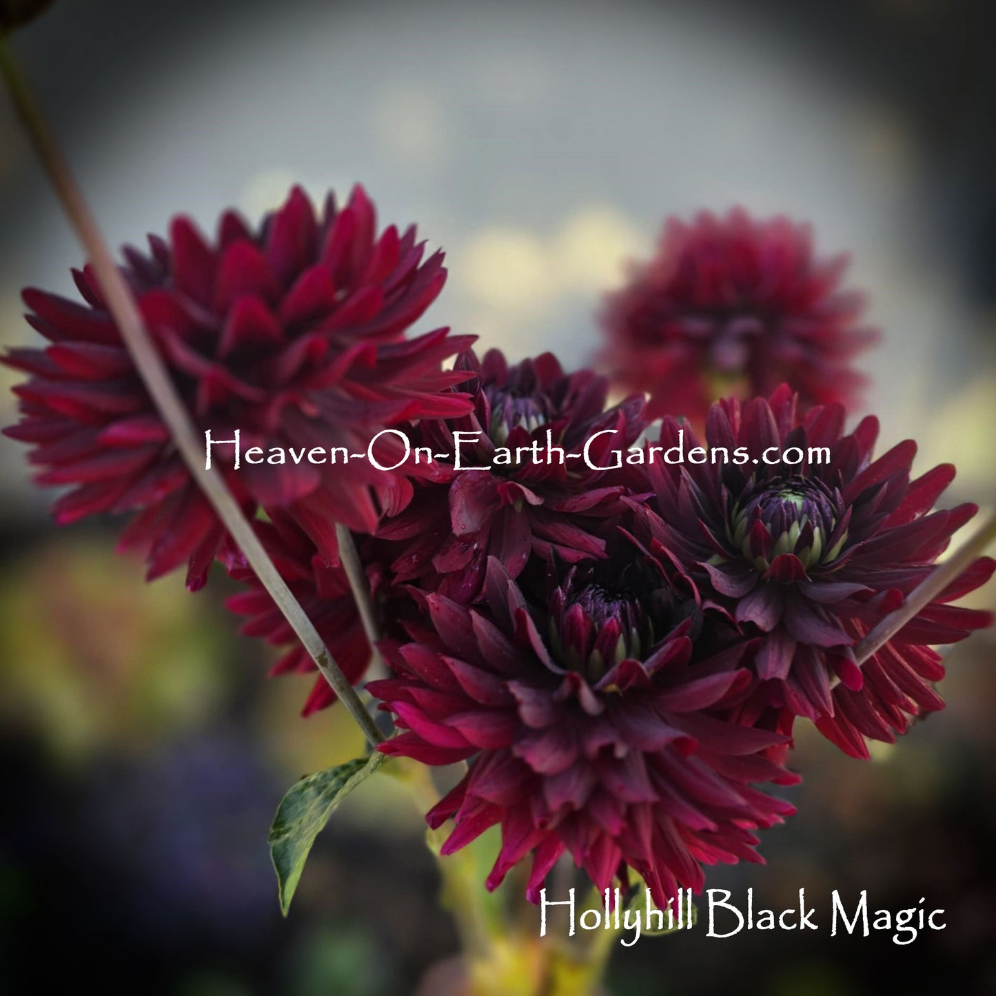 Hollyhill Black Magic