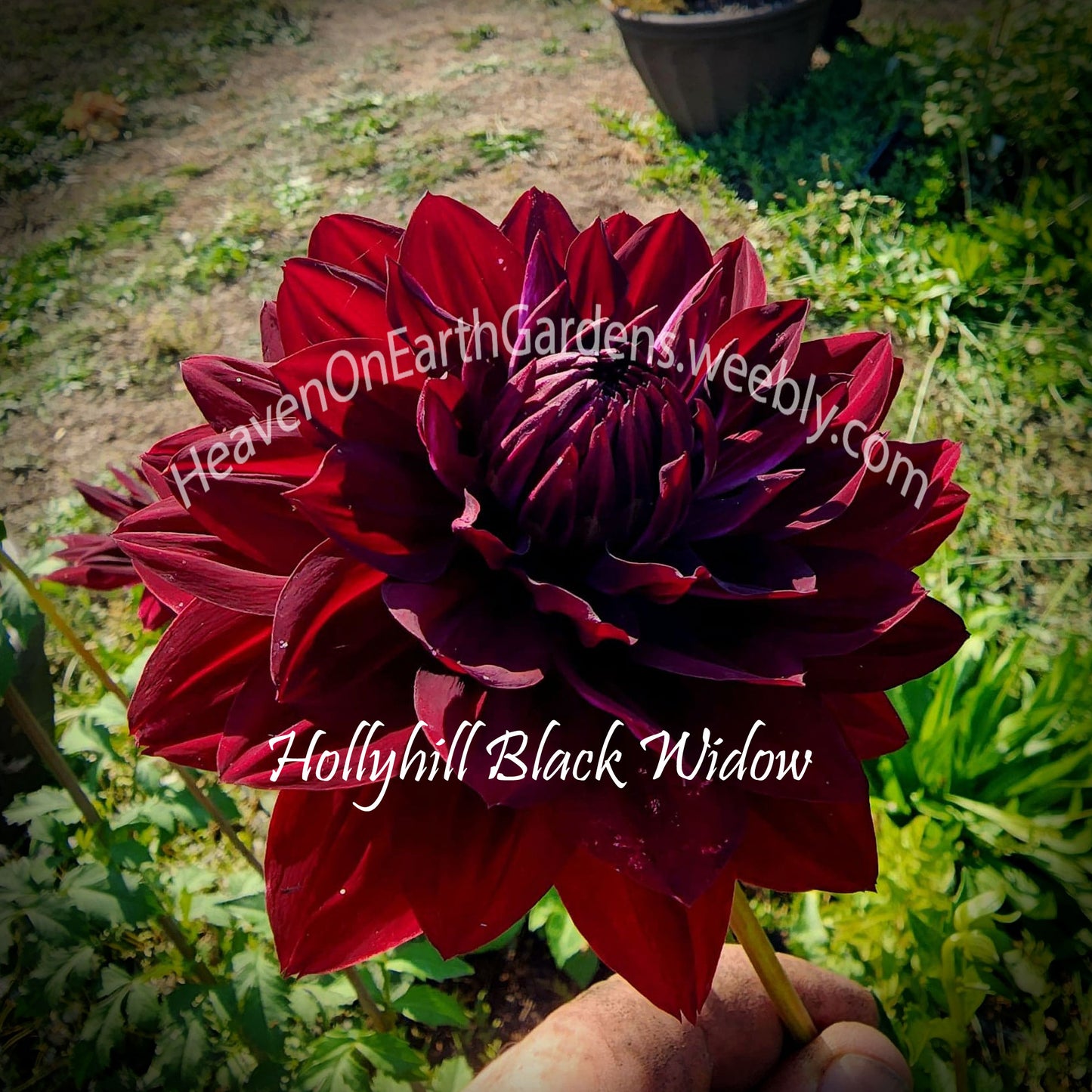 Hollyhill Black Widow
