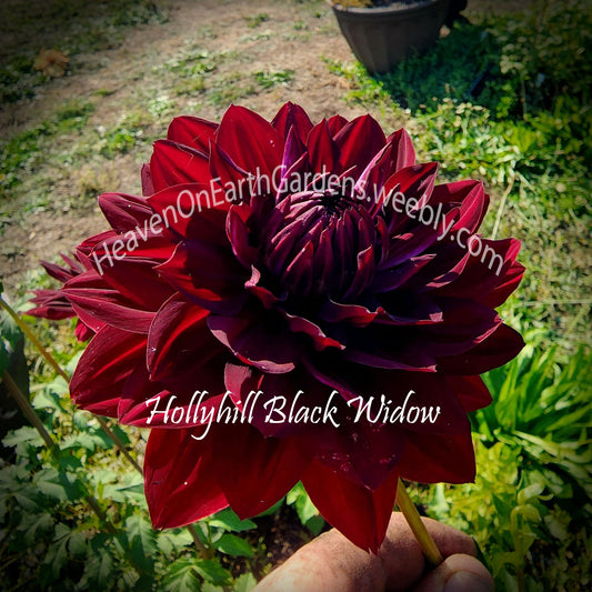 Hollyhill Black Widow