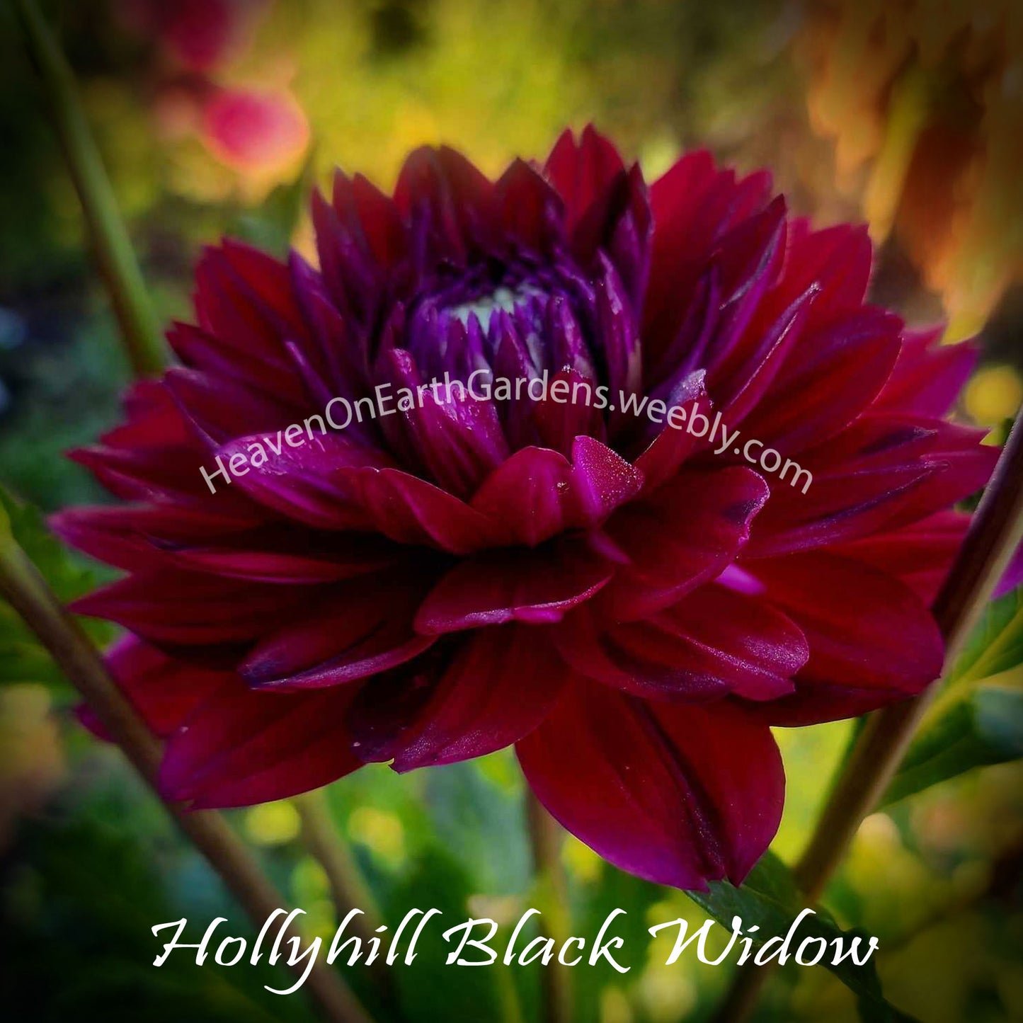 Hollyhill Black Widow