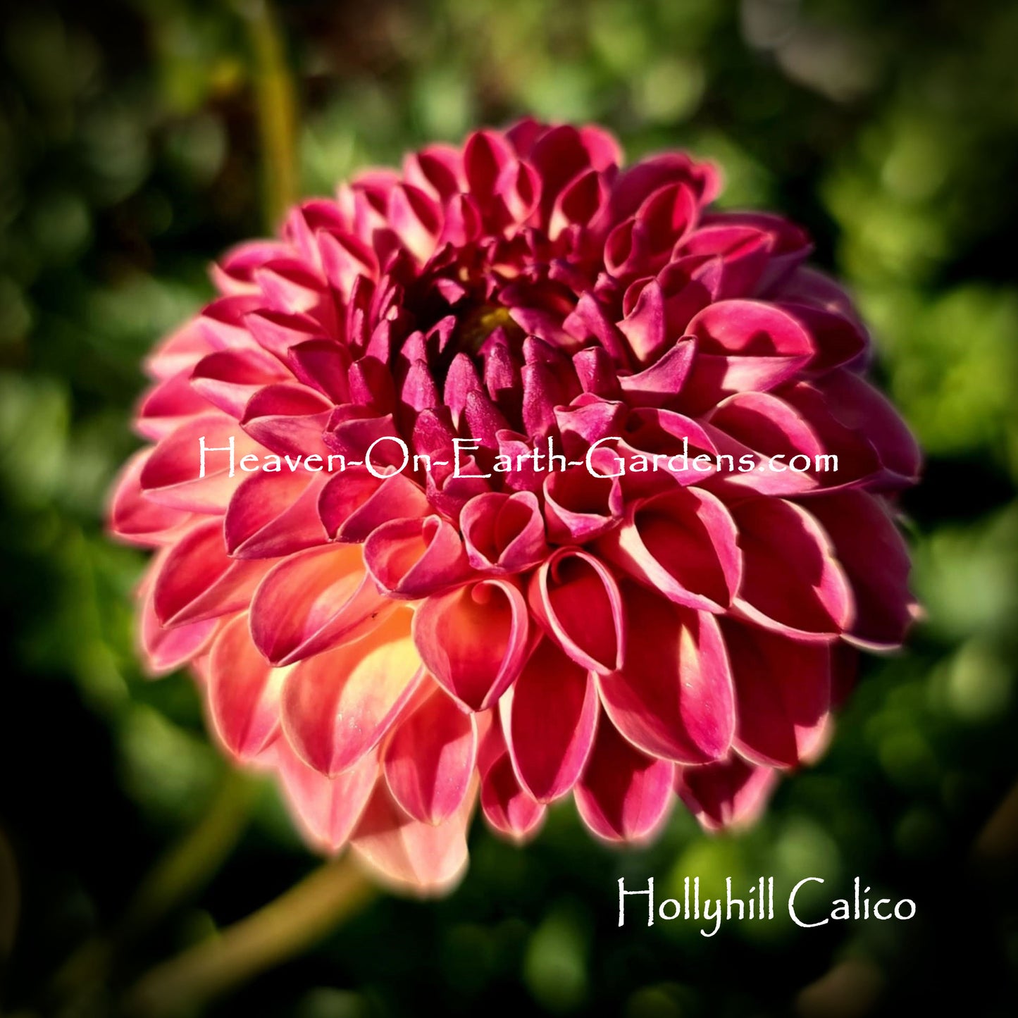 Hollyhill Calico