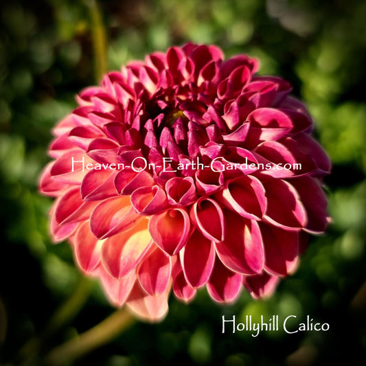 Hollyhill Calico