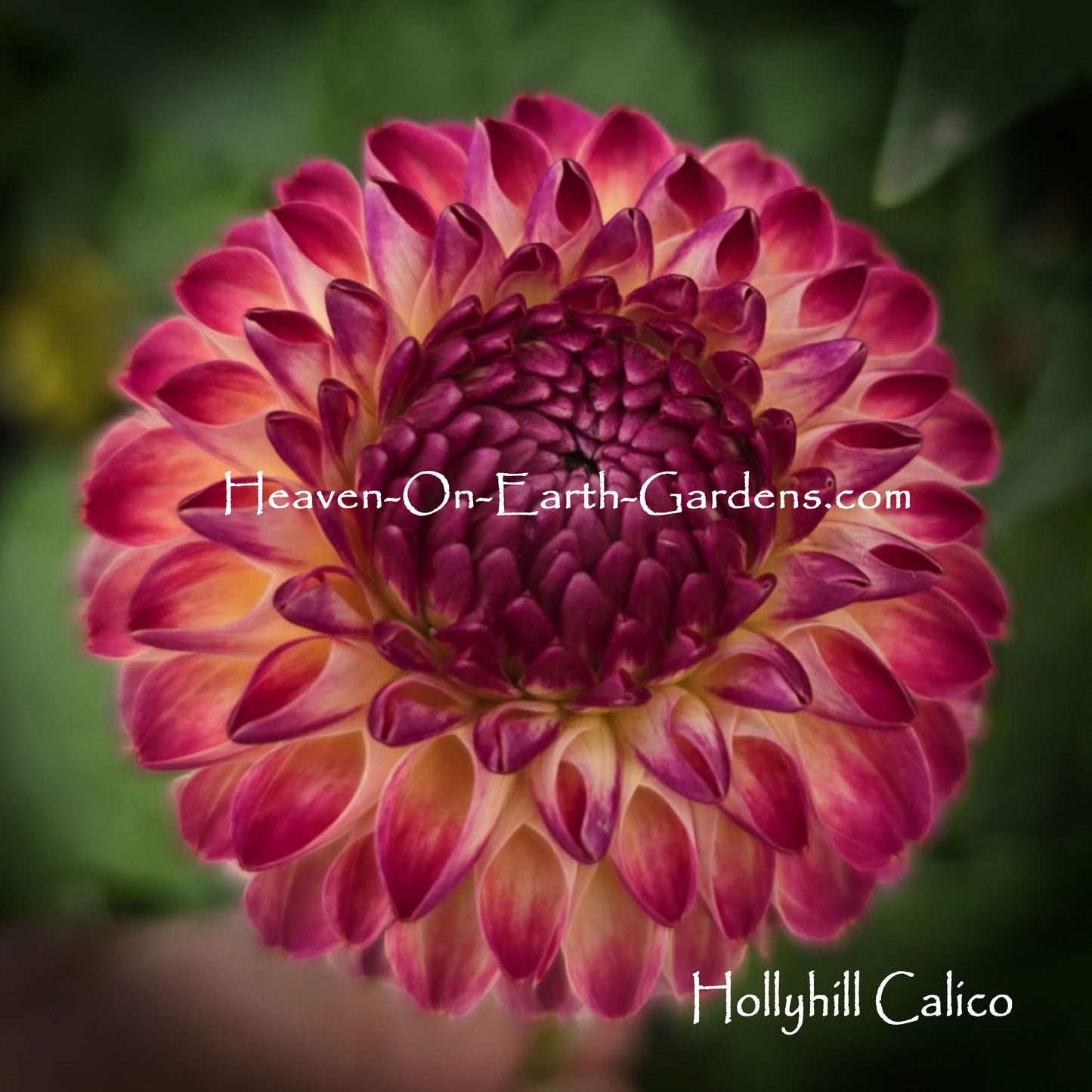 Hollyhill Calico