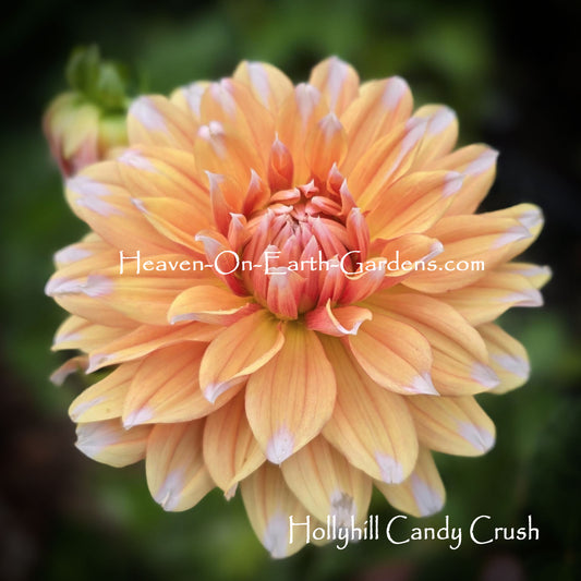 Hollyhill Candy Crush