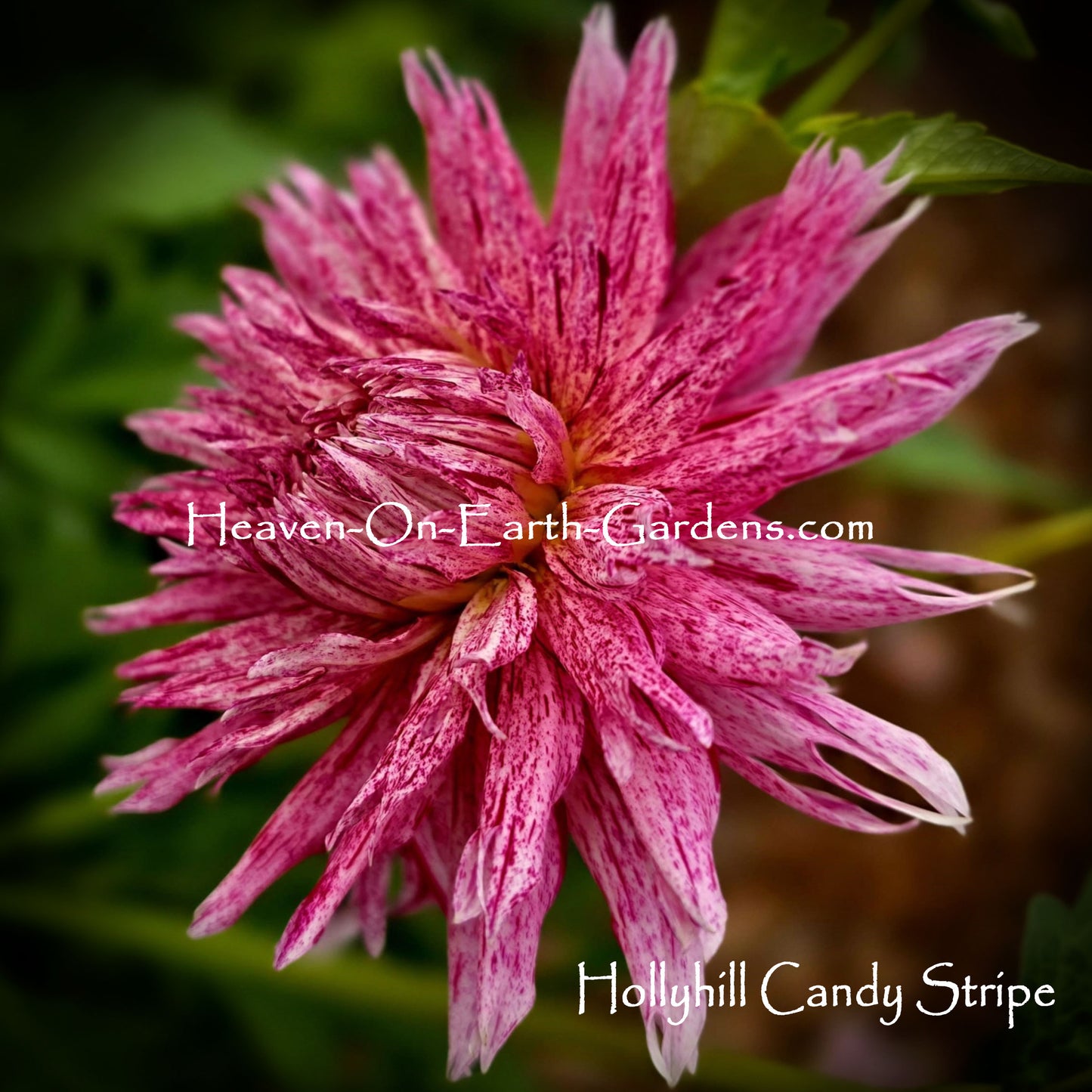 Hollyhill Candystripe