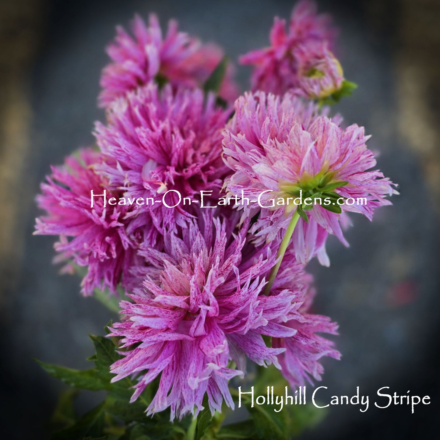 Hollyhill Candystripe