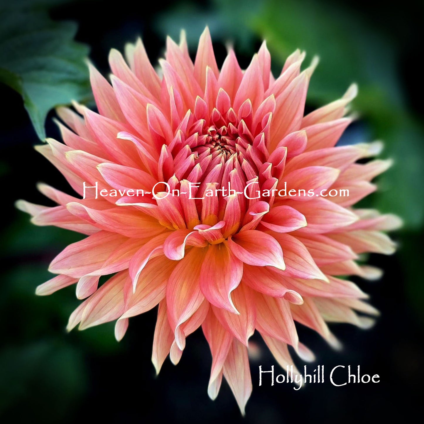 Hollyhill Chloe