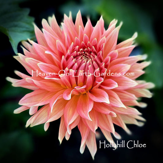 Hollyhill Chloe
