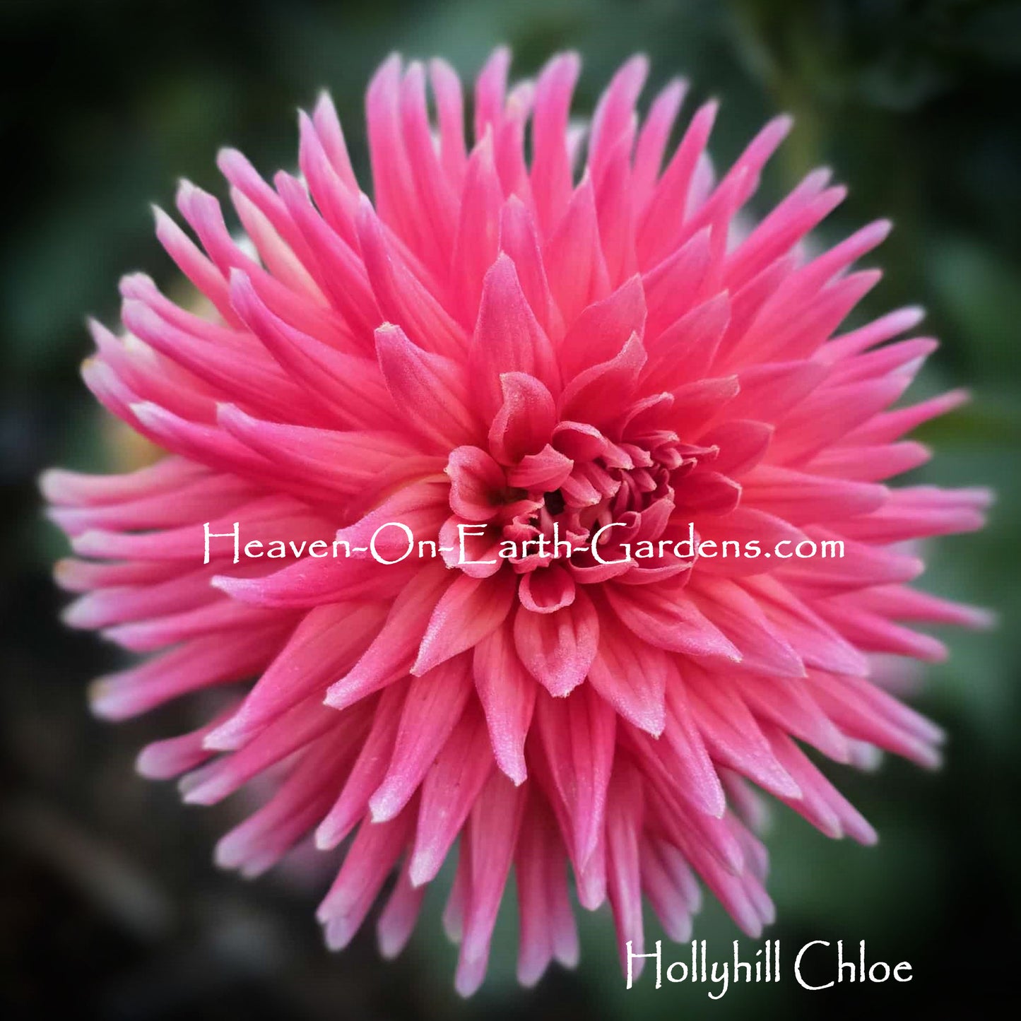 Hollyhill Chloe