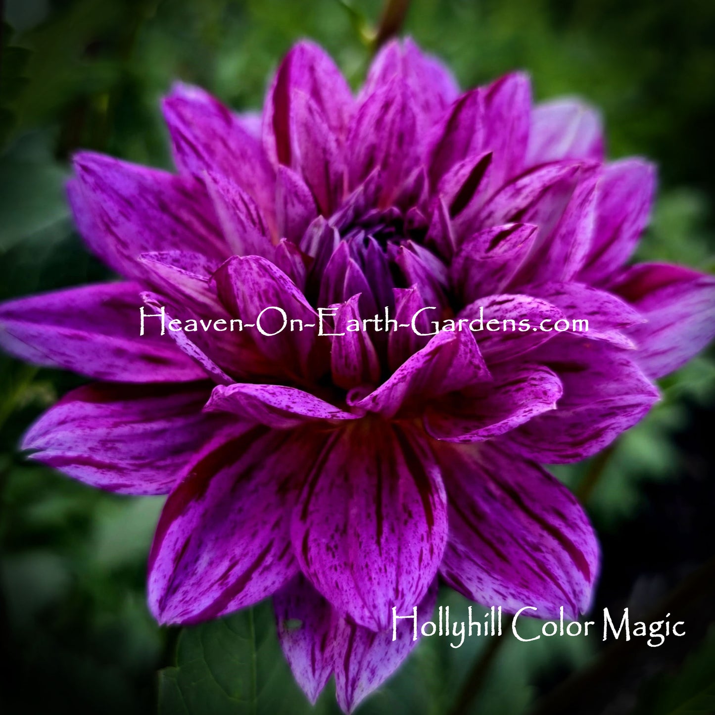 Hollyhill Color Magic
