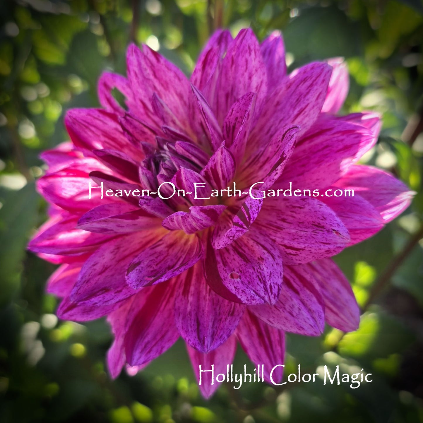 Hollyhill Color Magic