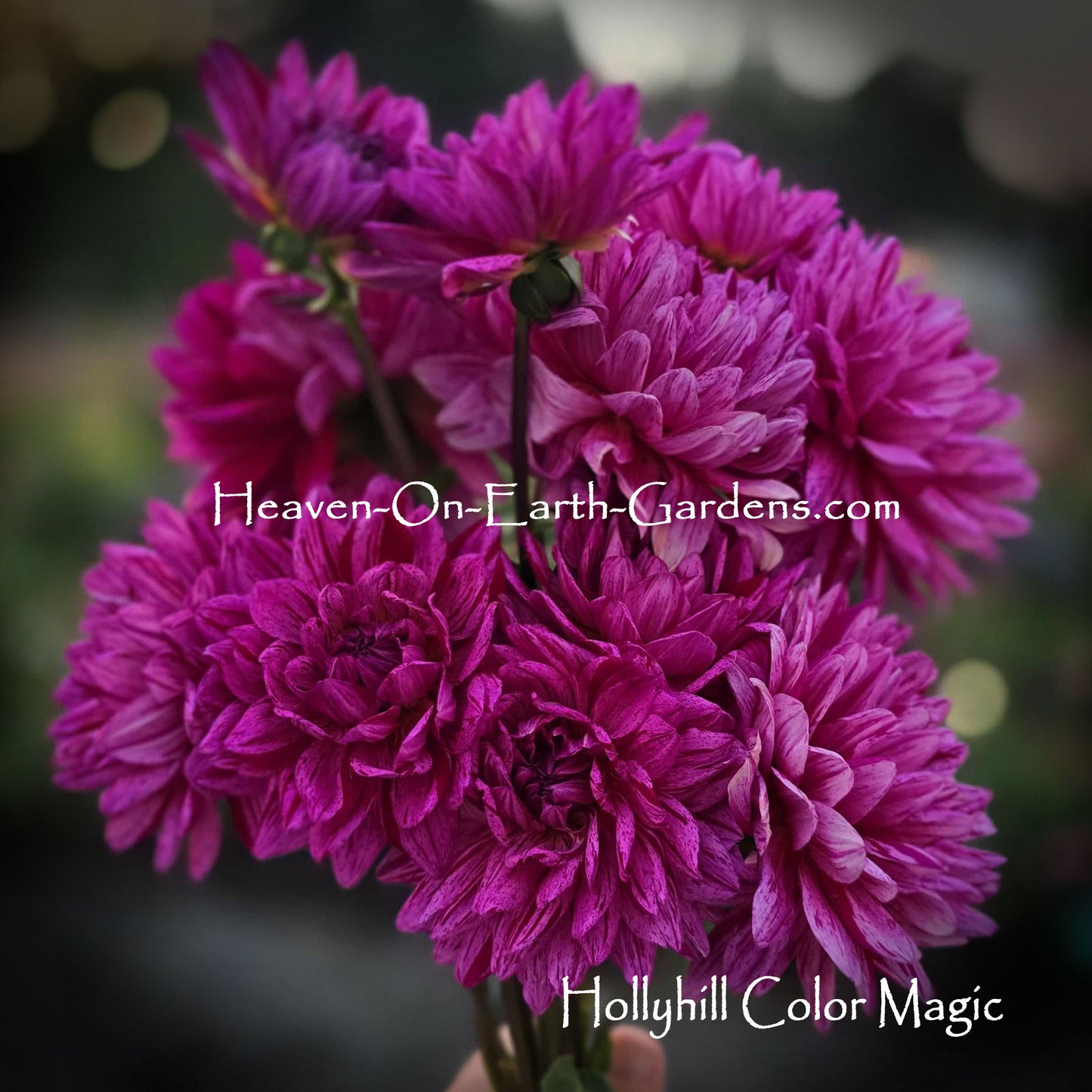 Hollyhill Color Magic
