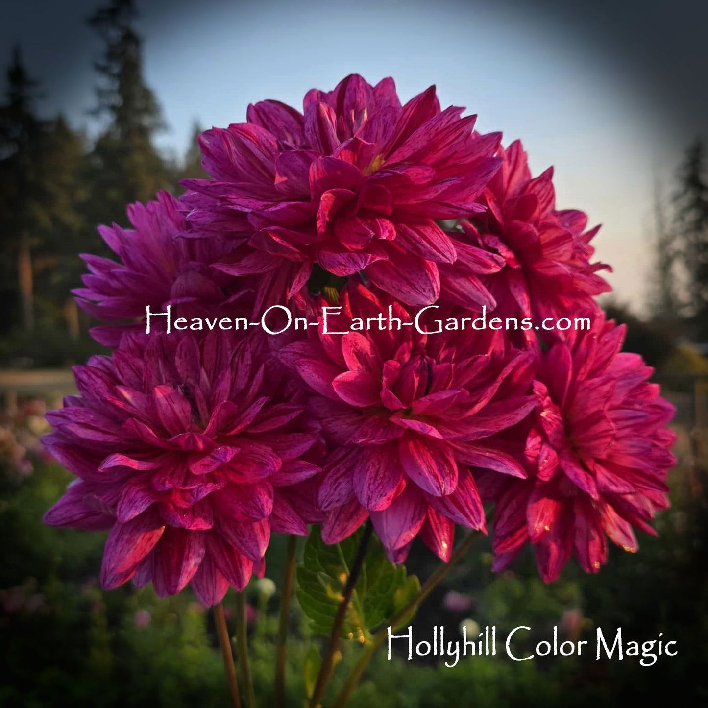 Hollyhill Color Magic