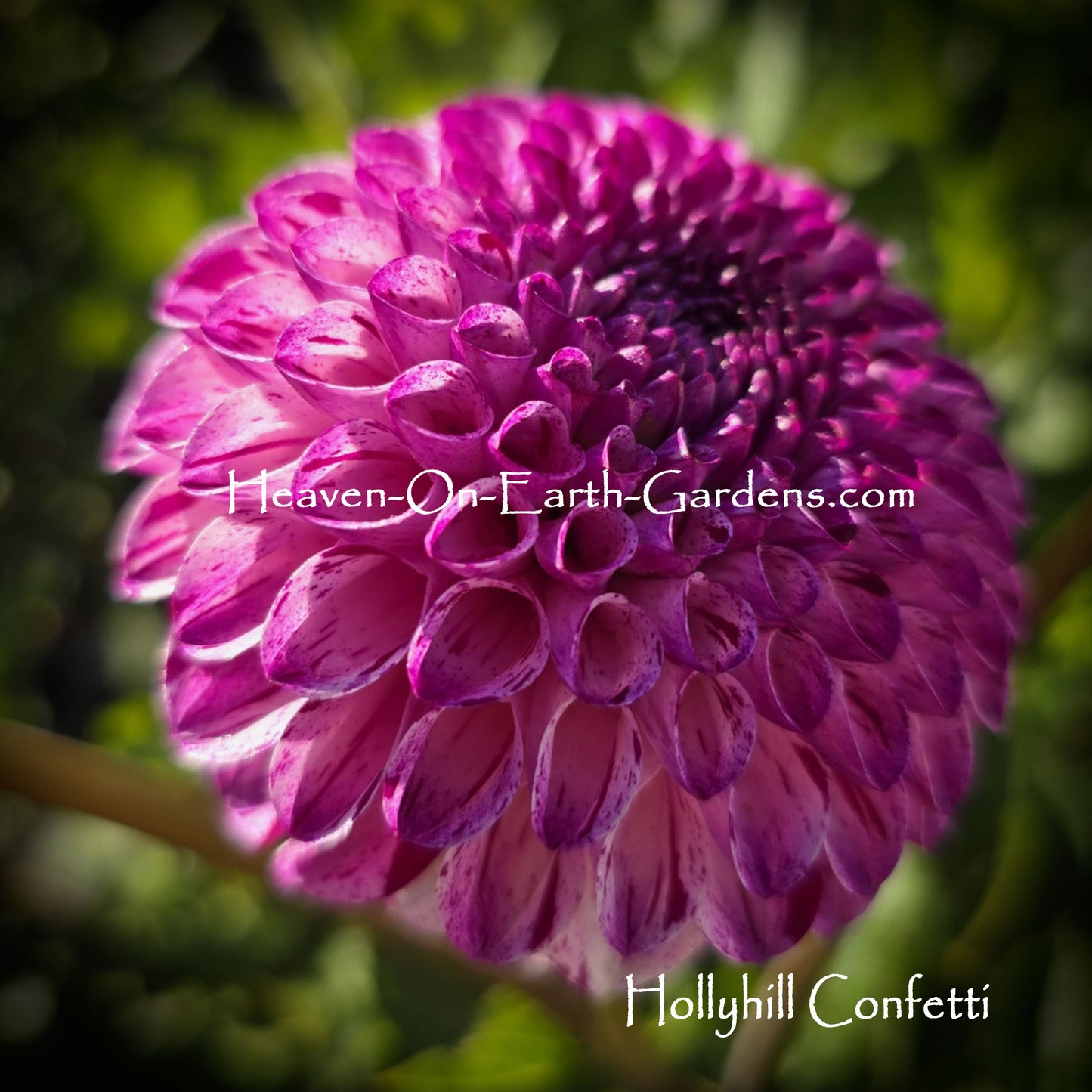 Hollyhill Confetti