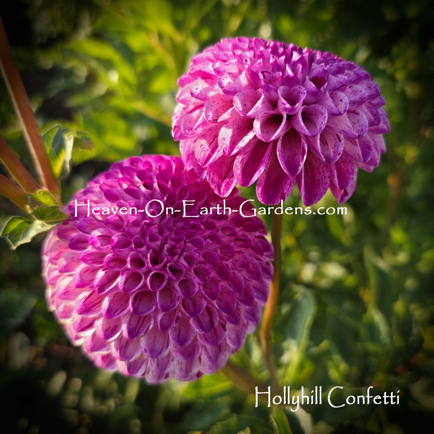Hollyhill Confetti