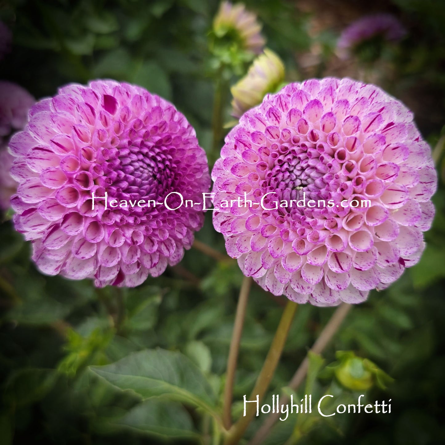 Hollyhill Confetti