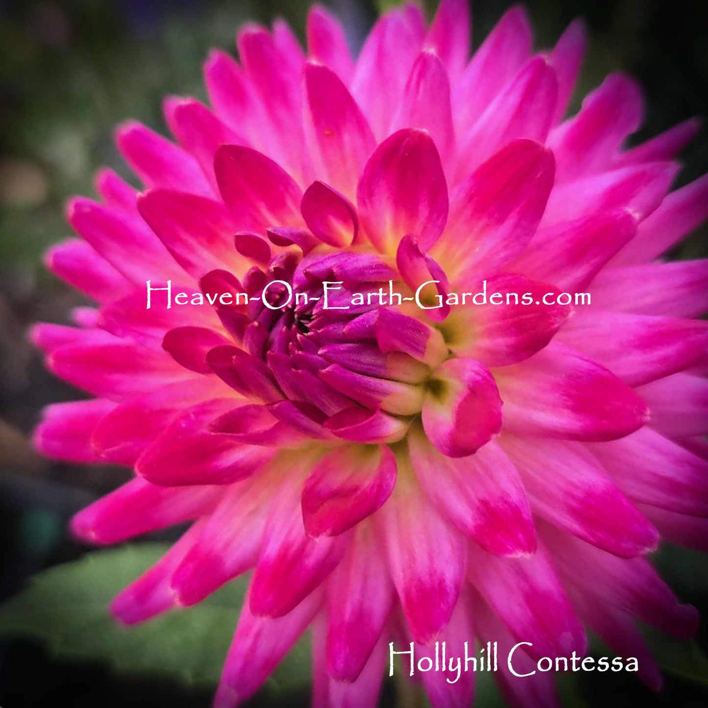 Hollyhill Contessa
