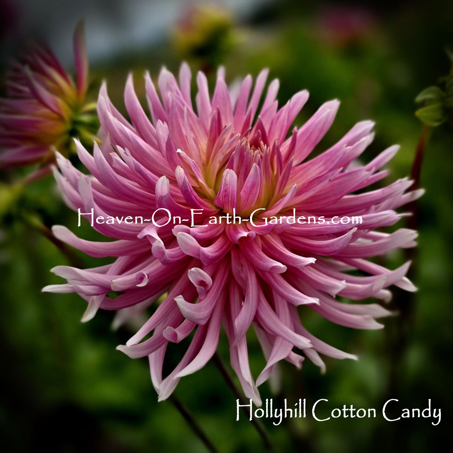 Hollyhill Cotton Candy