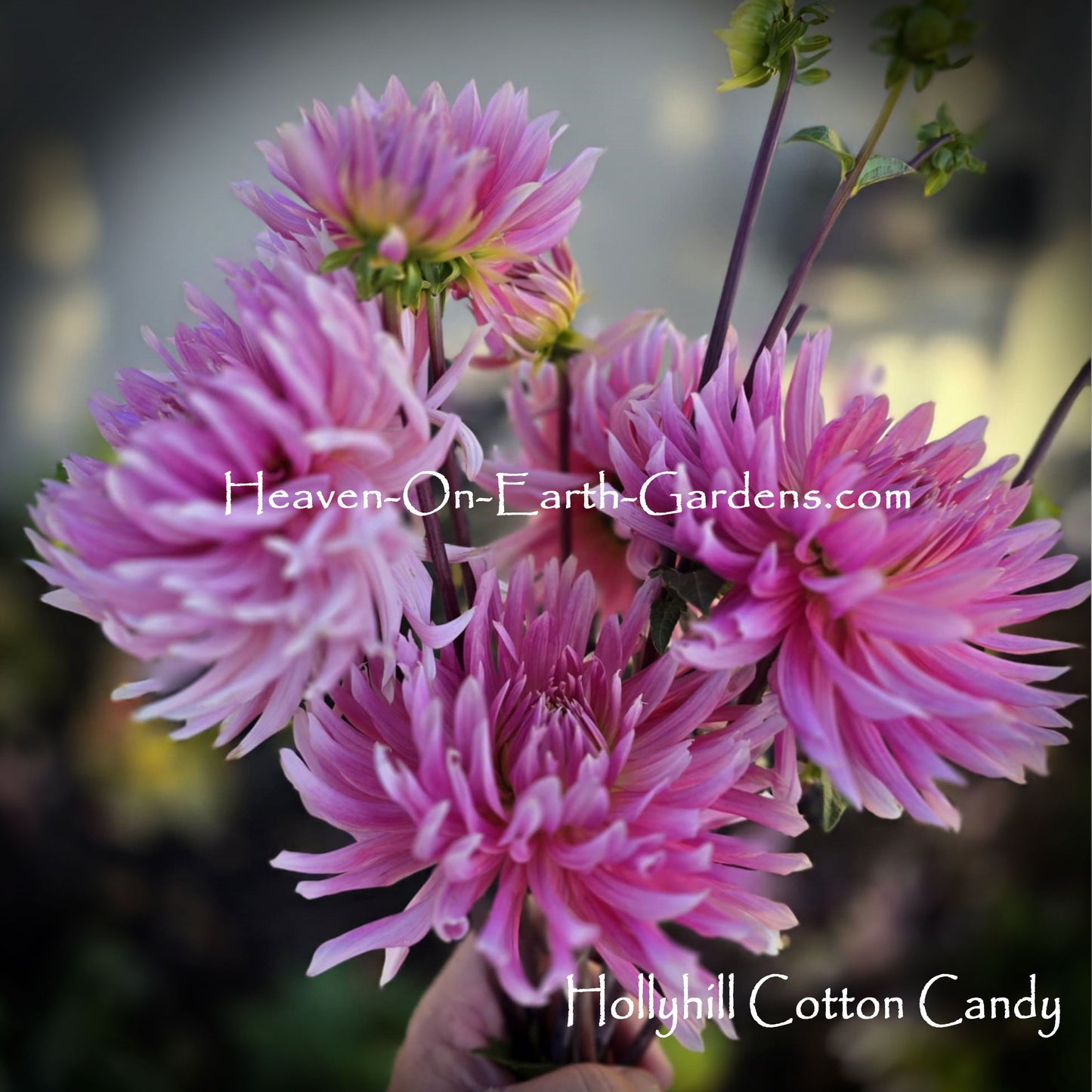 Hollyhill Cotton Candy