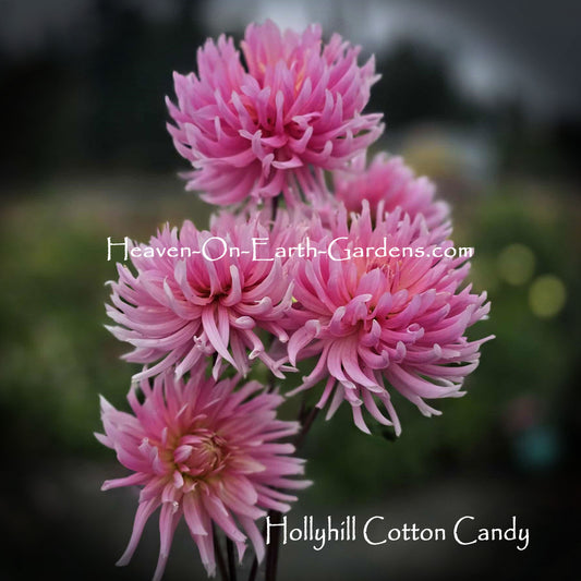 Hollyhill Cotton Candy