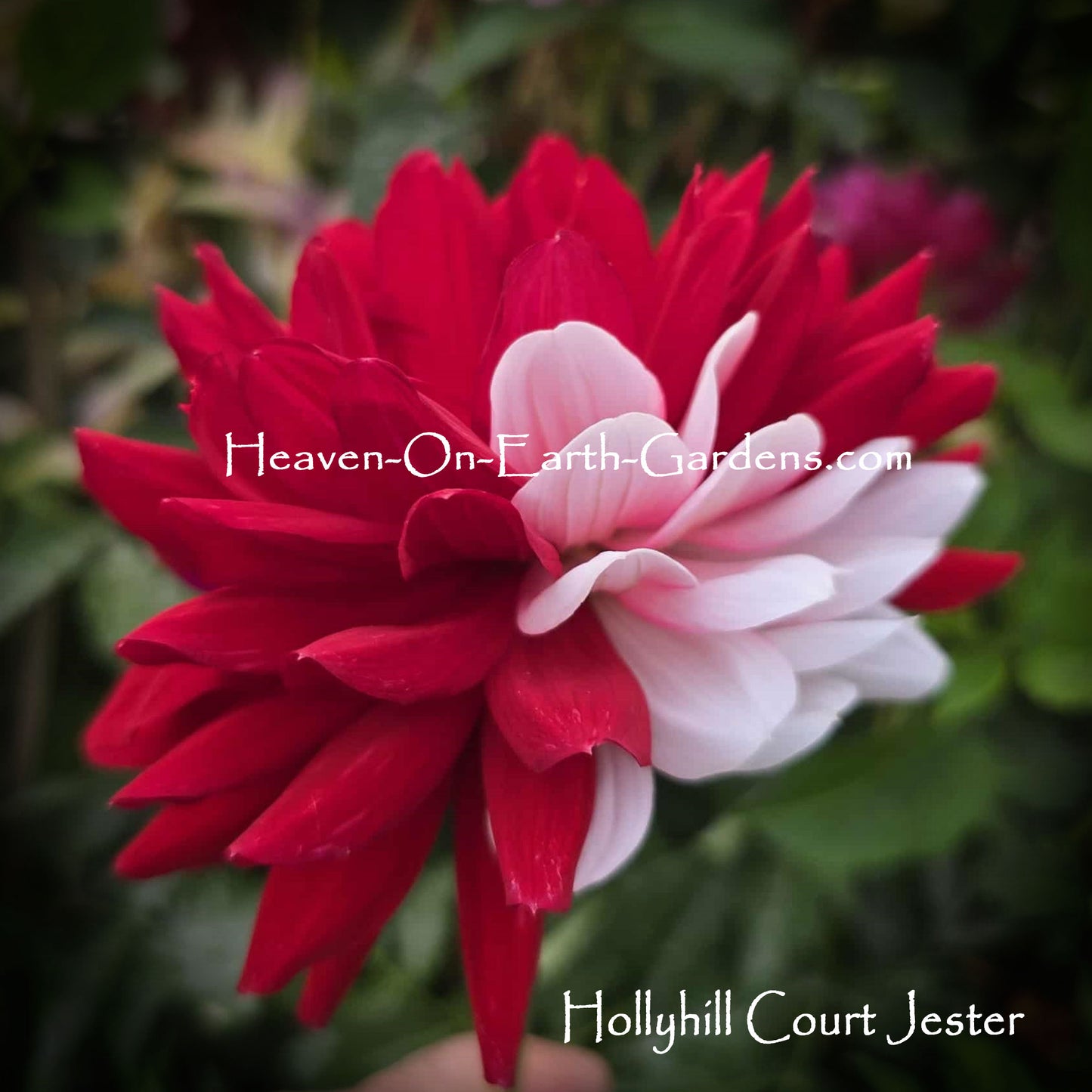 Hollyhill Court Jester