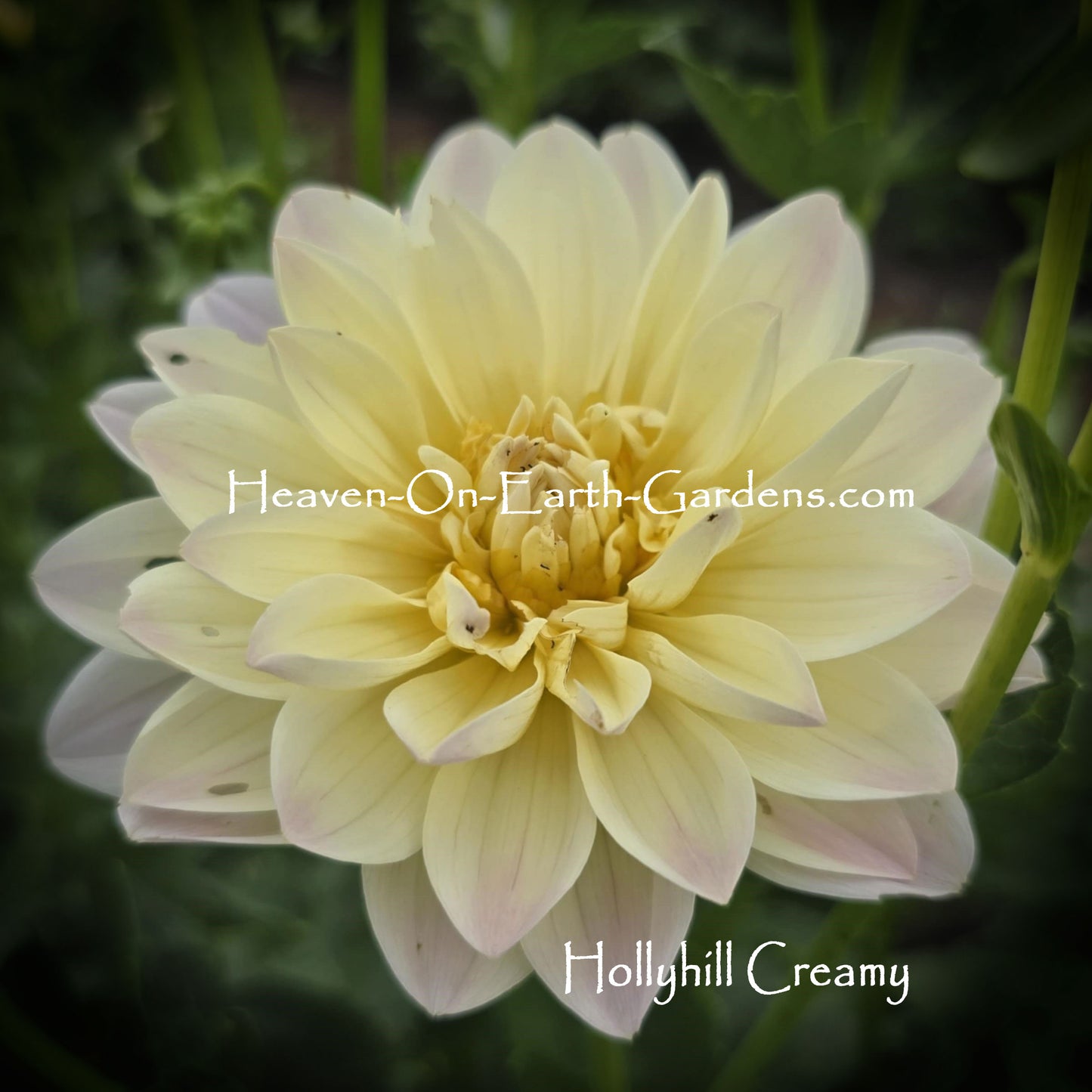 Hollyhill Creamy