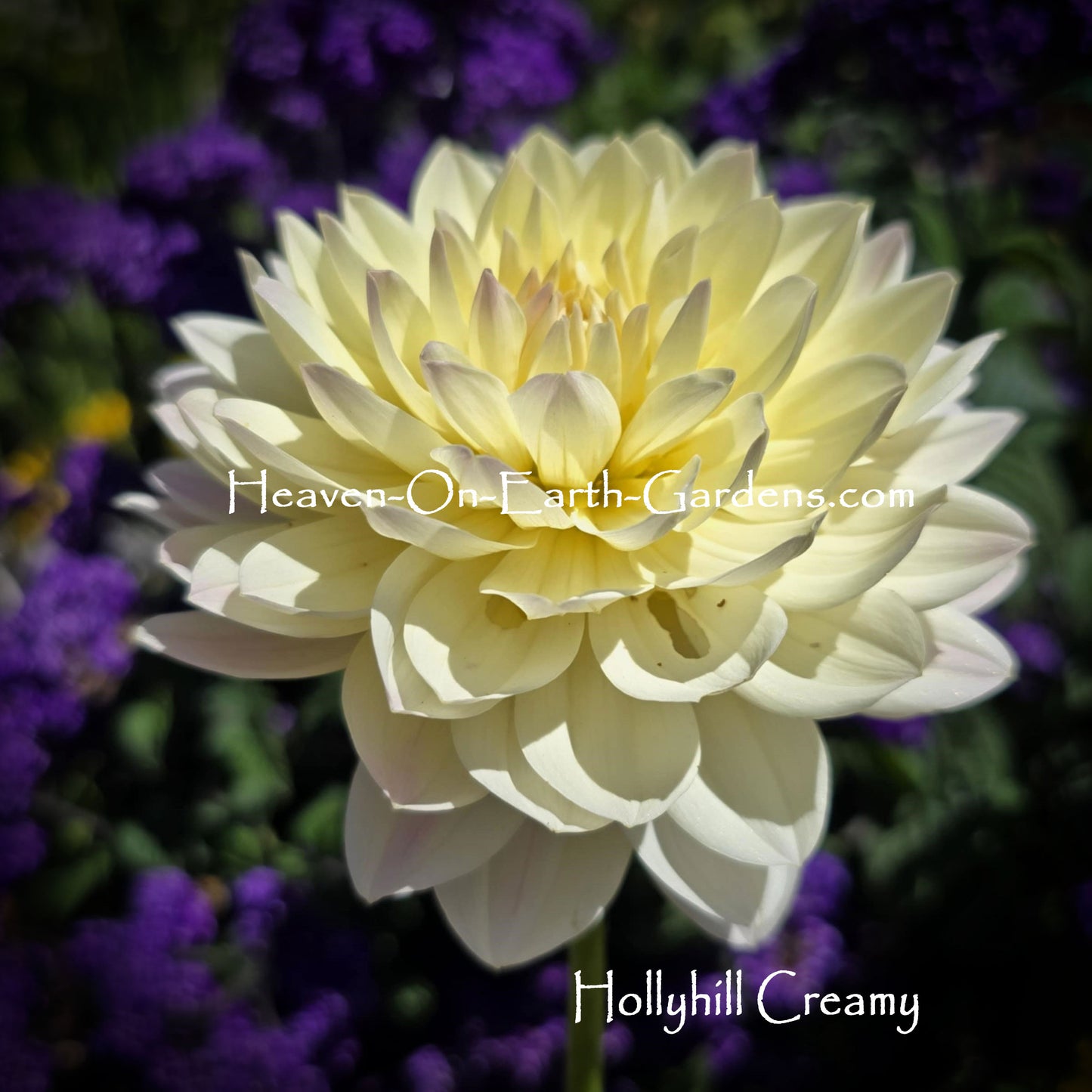 Hollyhill Creamy