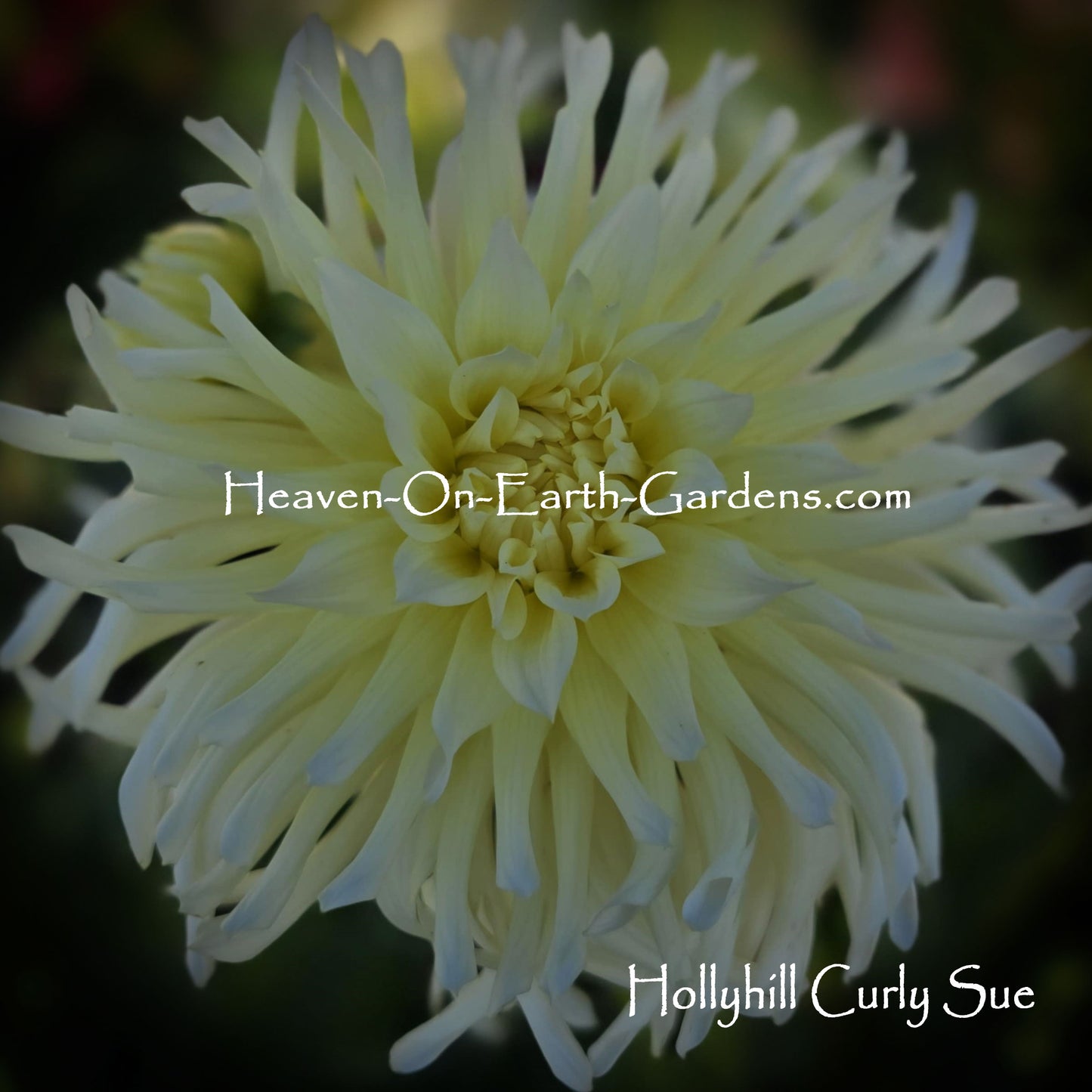 Hollyhill Curly Sue