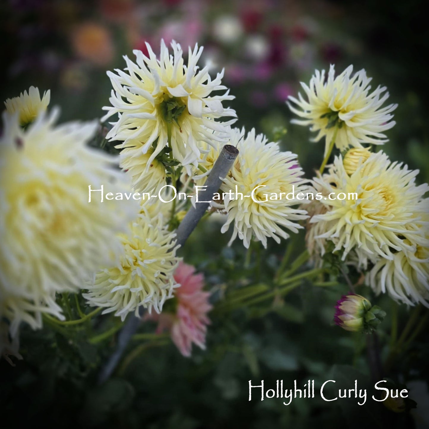 Hollyhill Curly Sue