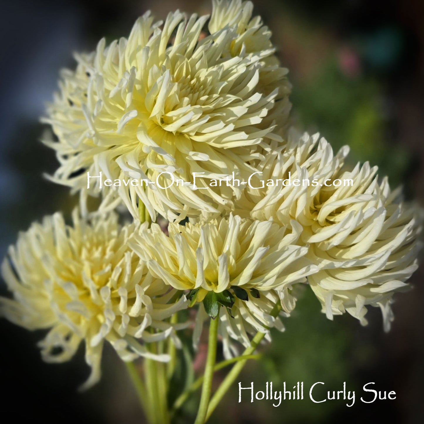 Hollyhill Curly Sue