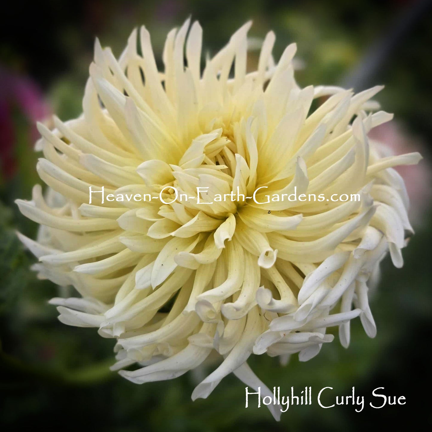 Hollyhill Curly Sue