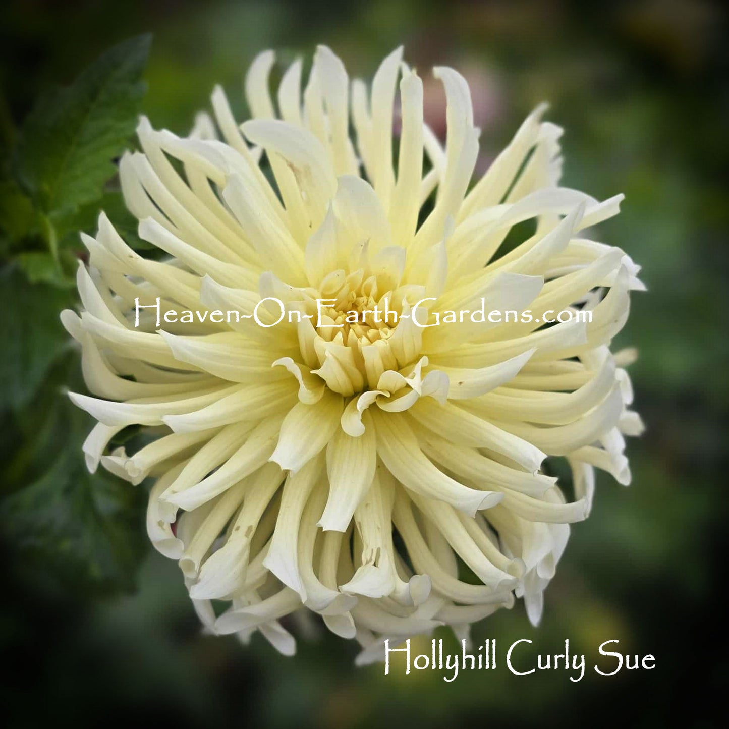 Hollyhill Curly Sue