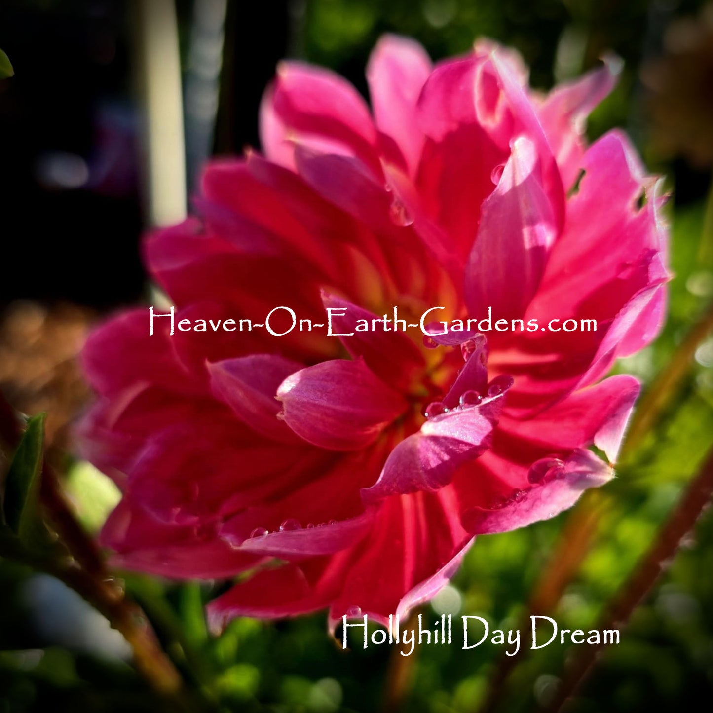 Hollyhill Day Dream