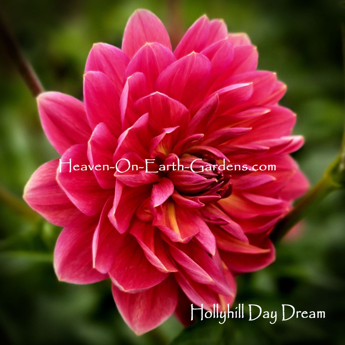 Hollyhill Day Dream