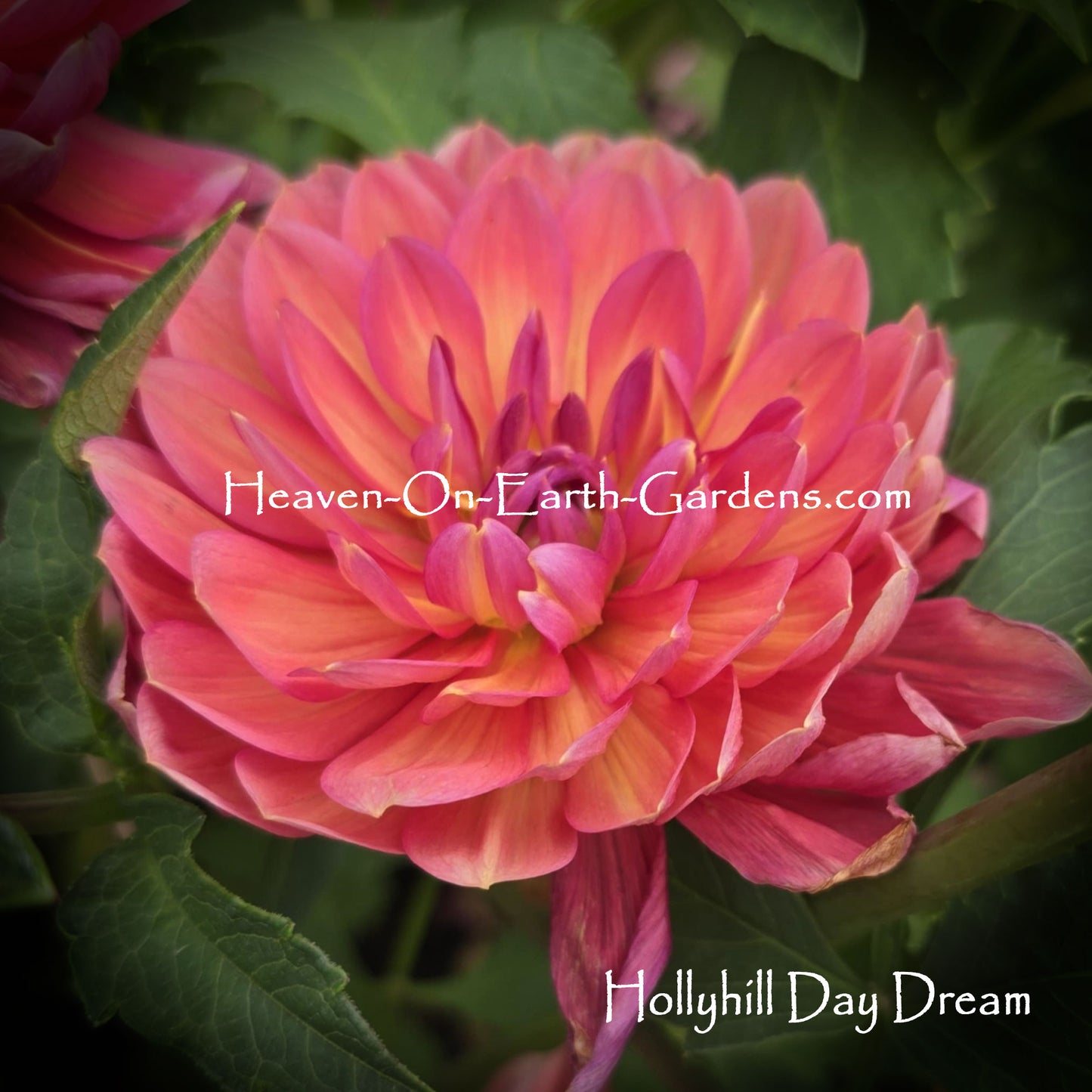 Hollyhill Day Dream