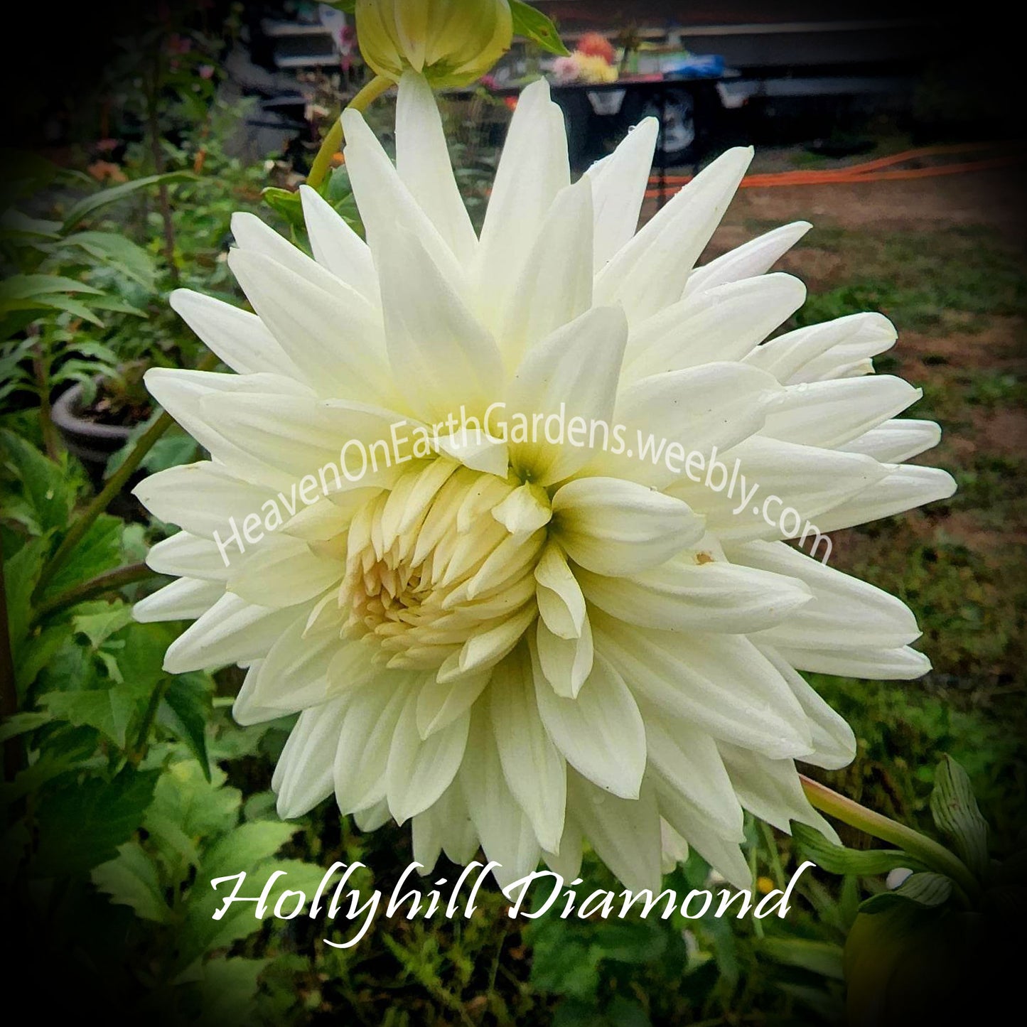 Hollyhill Diamond