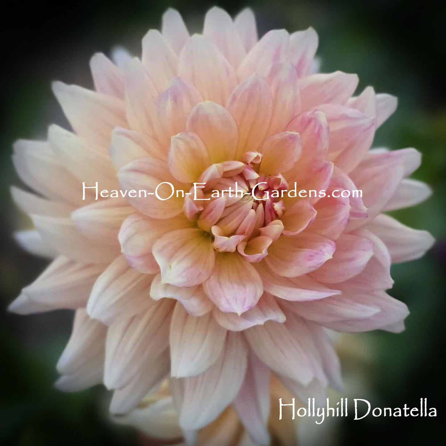 Hollyhill Donnatella