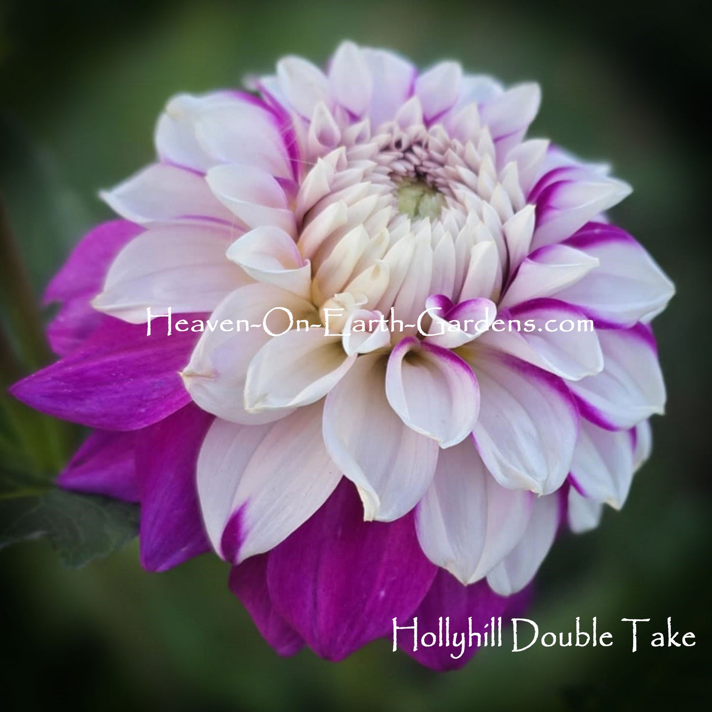 Hollyhill Double Take