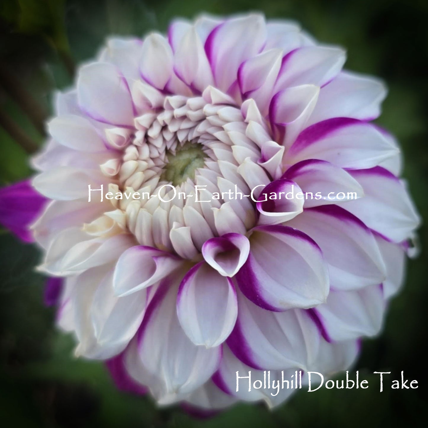 Hollyhill Double Take