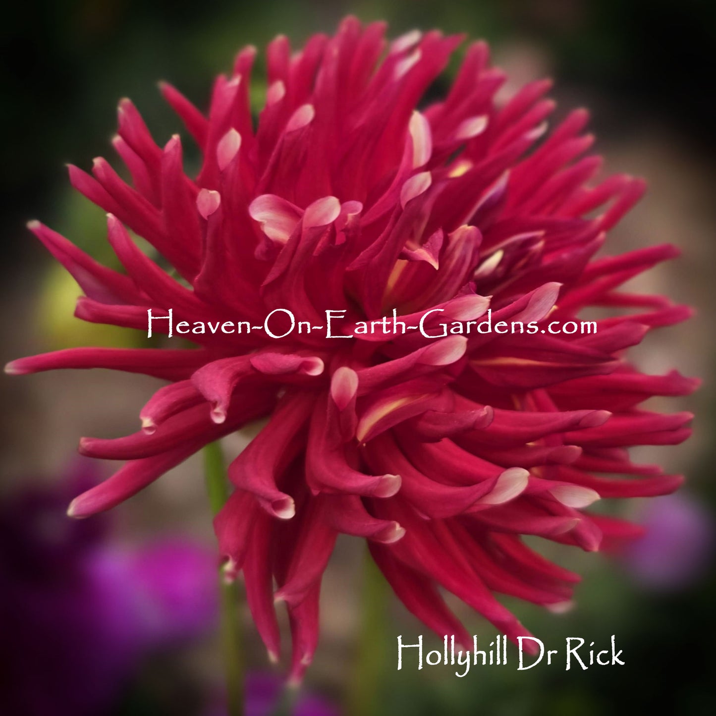 Hollyhill Dr Rick