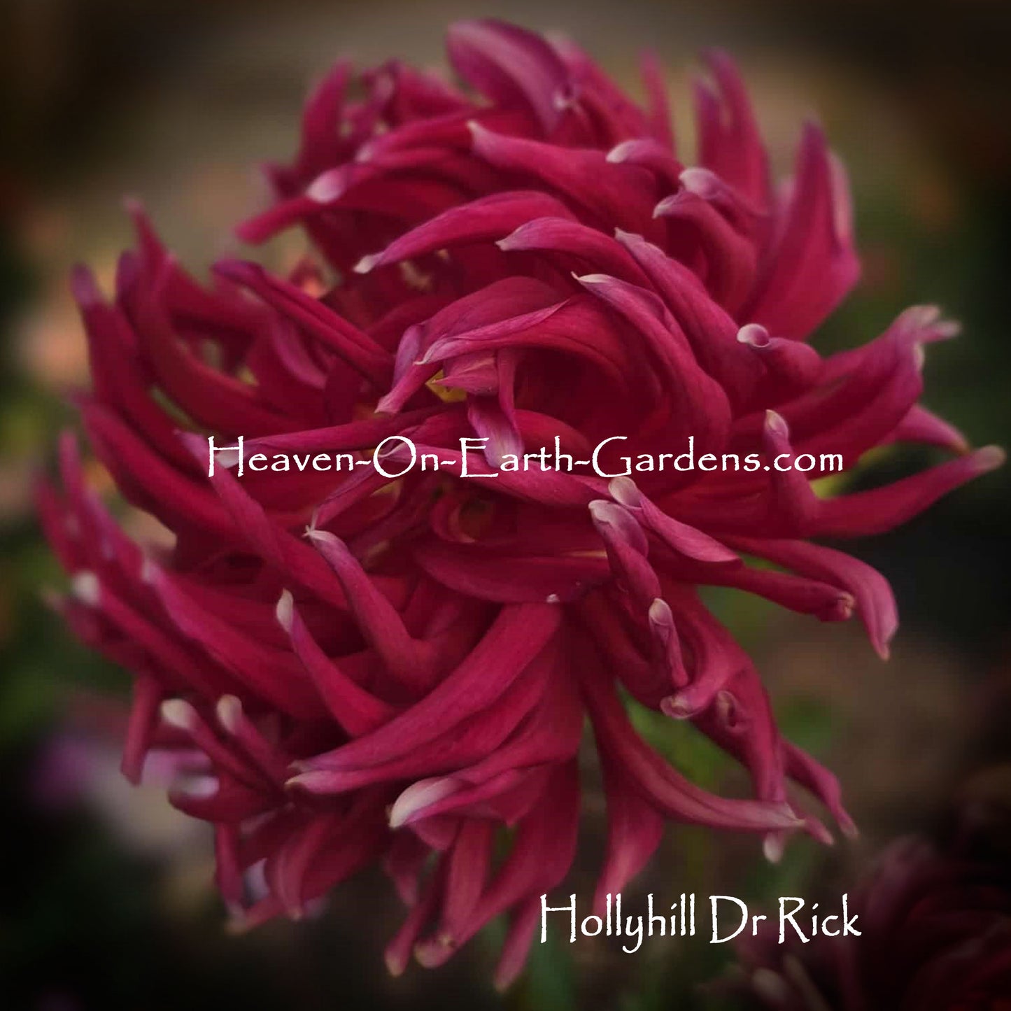 Hollyhill Dr Rick