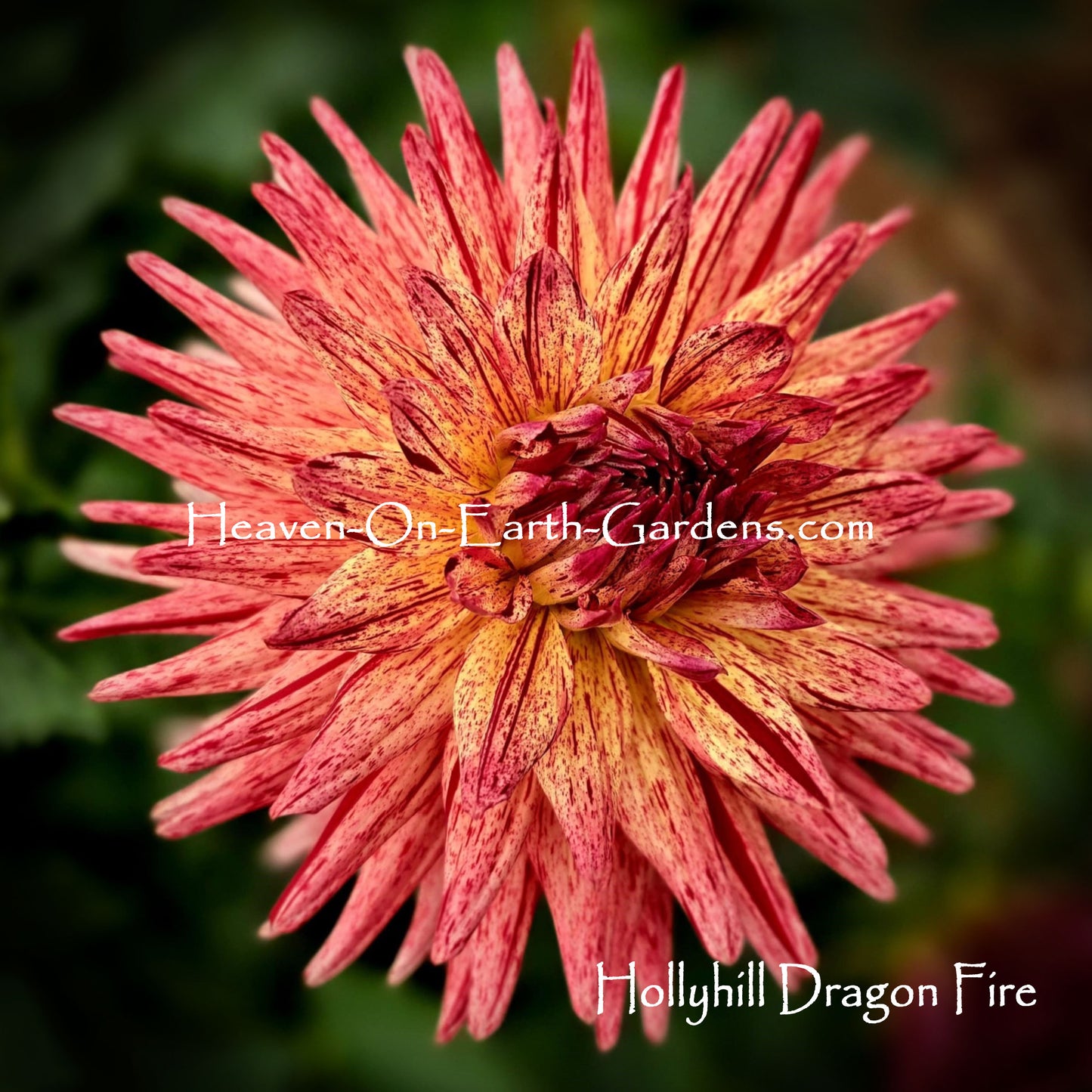 Hollyhill Dragonfire