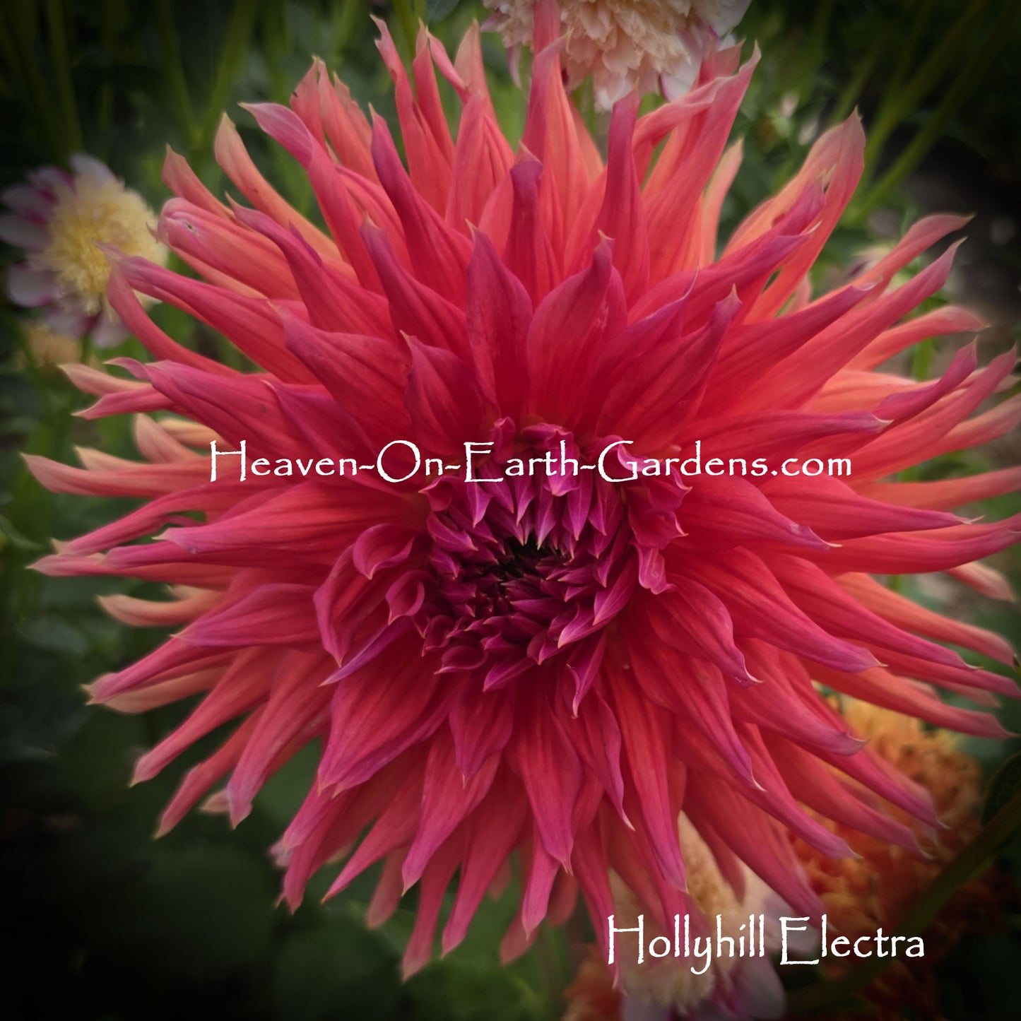 Hollyhill Electra