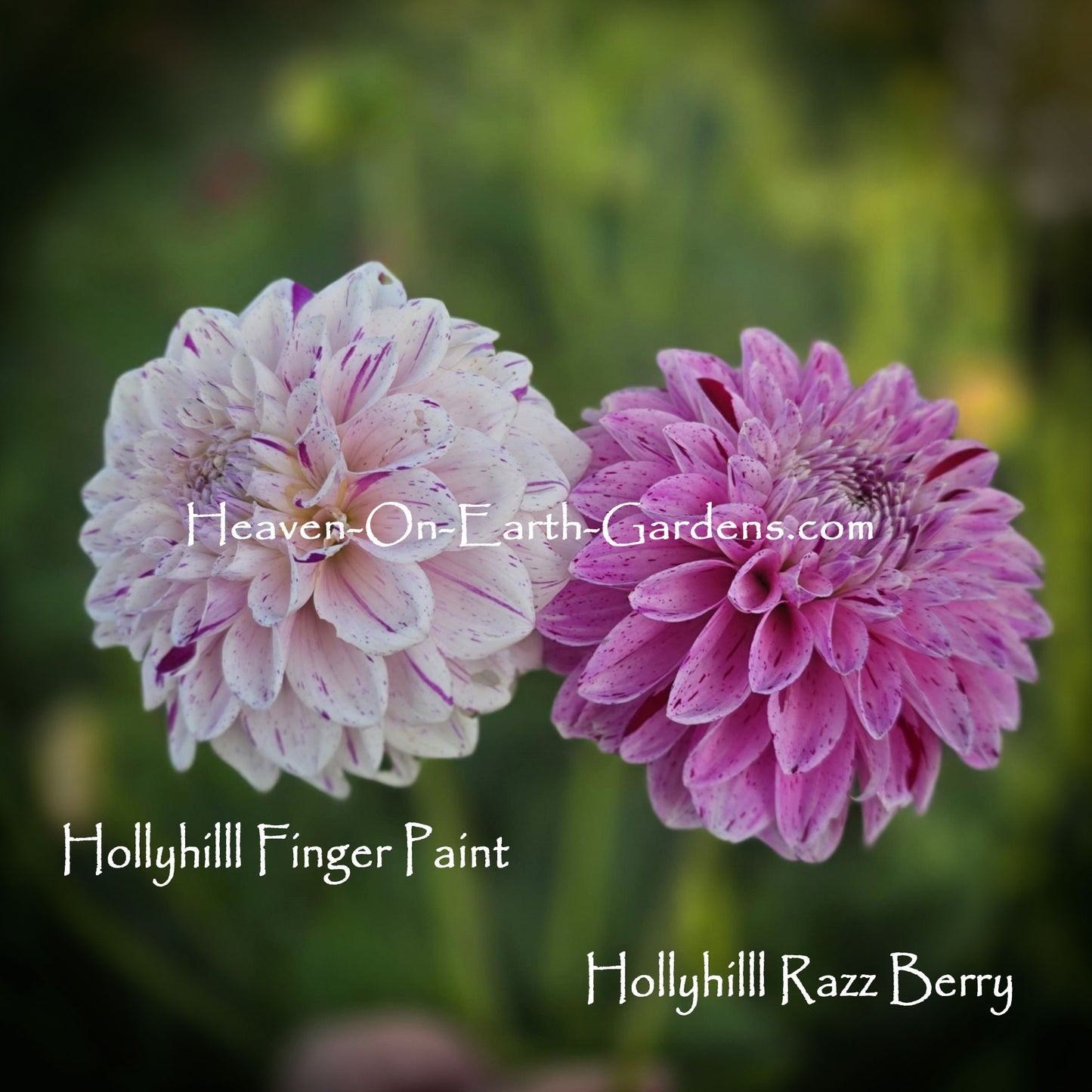 Hollyhill Finger Paint