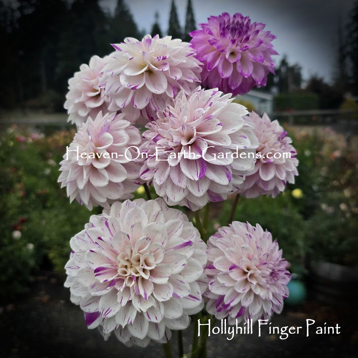 Hollyhill Finger Paint