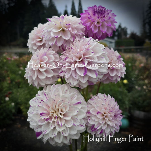 Hollyhill Finger Paint