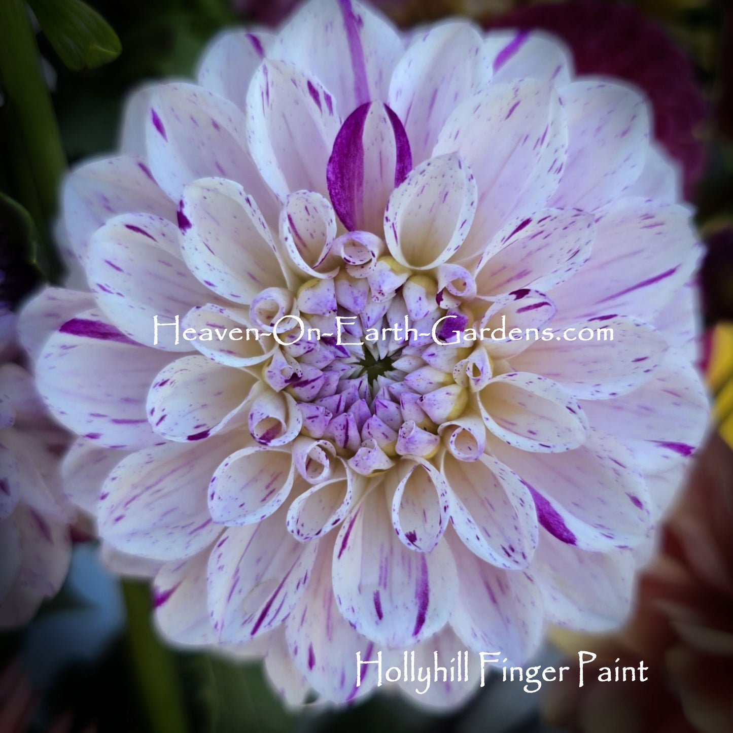 Hollyhill Finger Paint