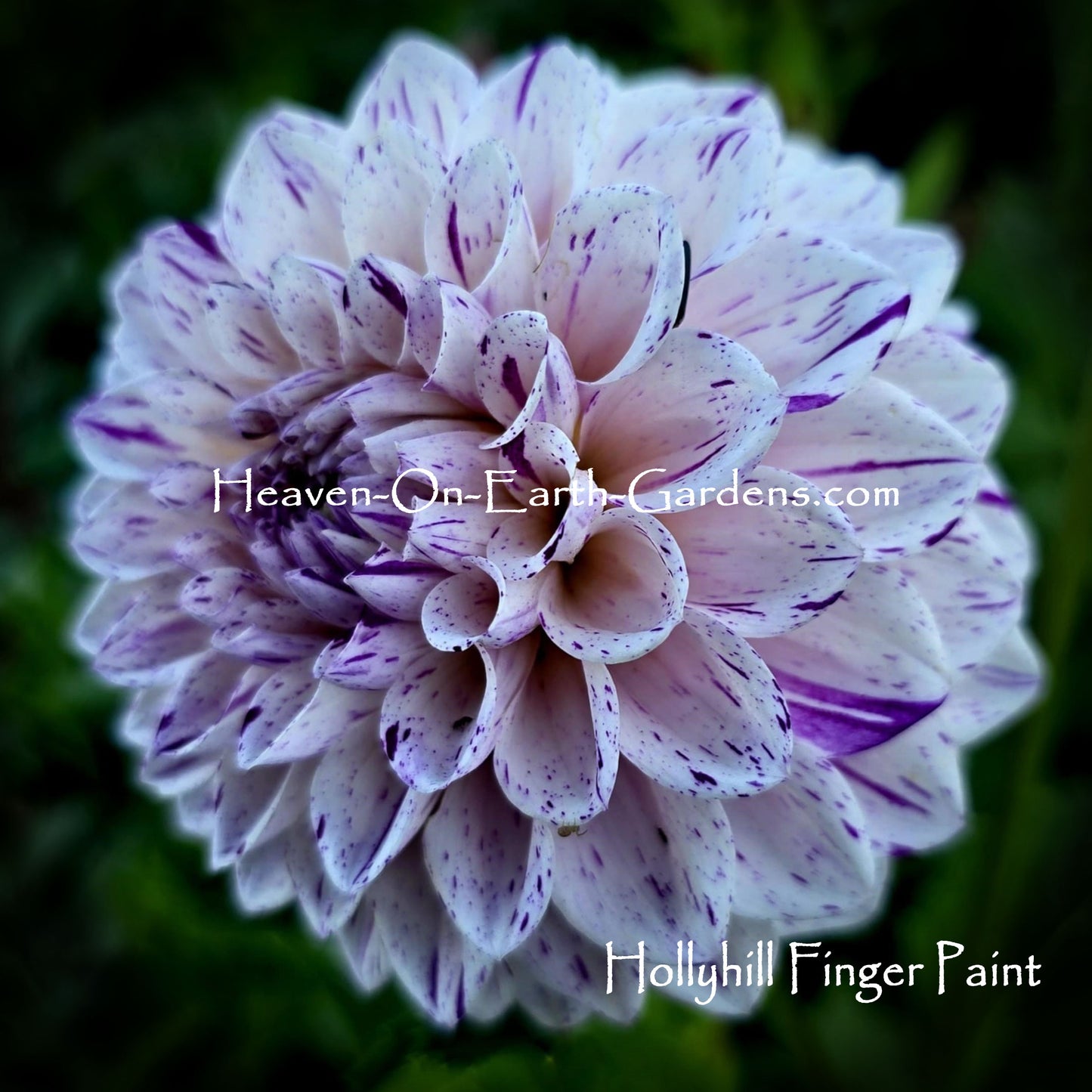 Hollyhill Finger Paint