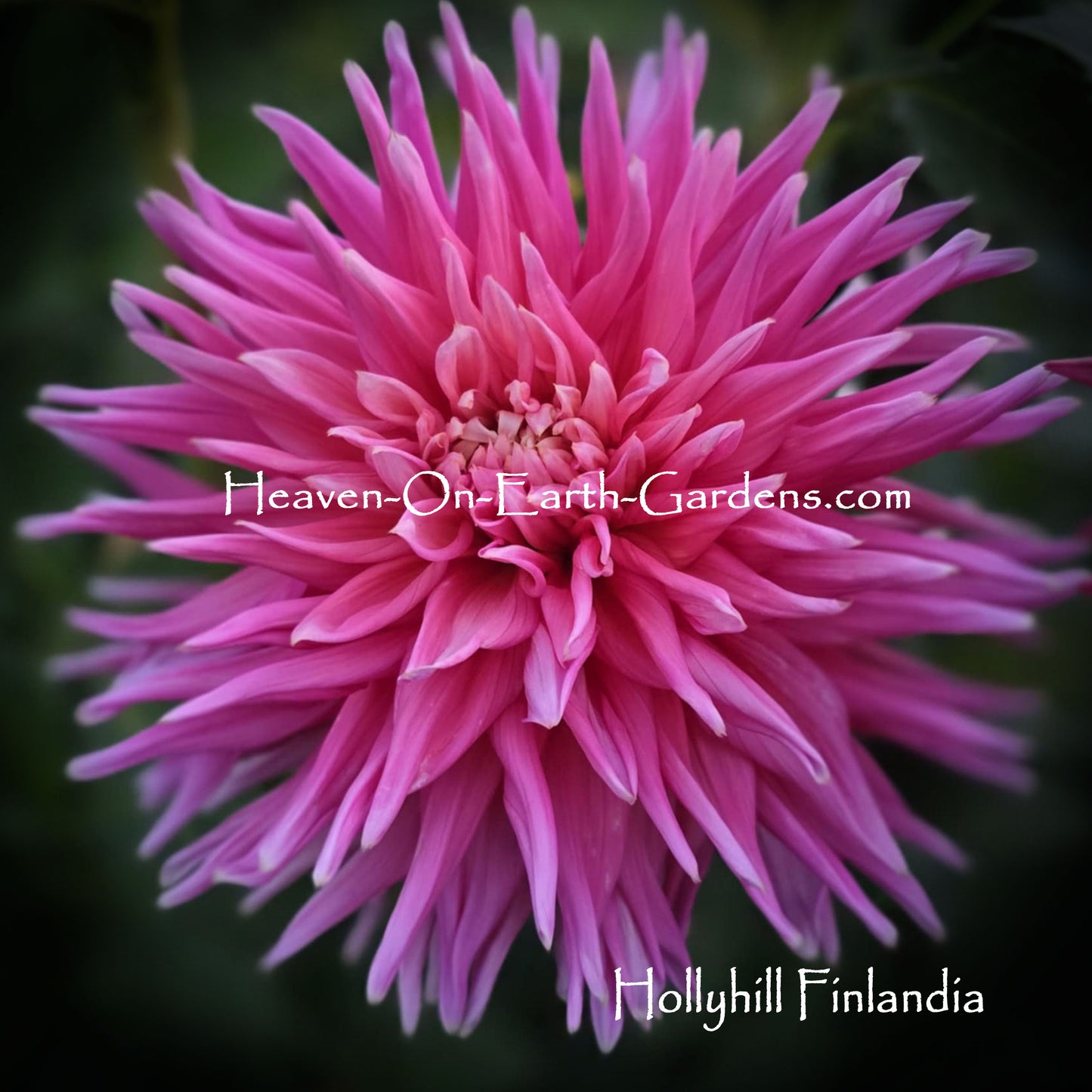 Hollyhill Finlandia