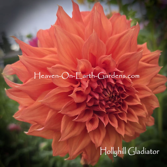 Hollyhill Gladiator